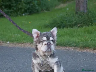 French Bulldog dogs Lilac tan fluffy EA ** french bulldog STUD - Advert 1