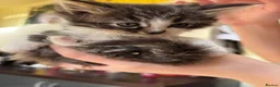 Mixed Breed cats for sale: Sweet little kittens for sale! - Advert 11