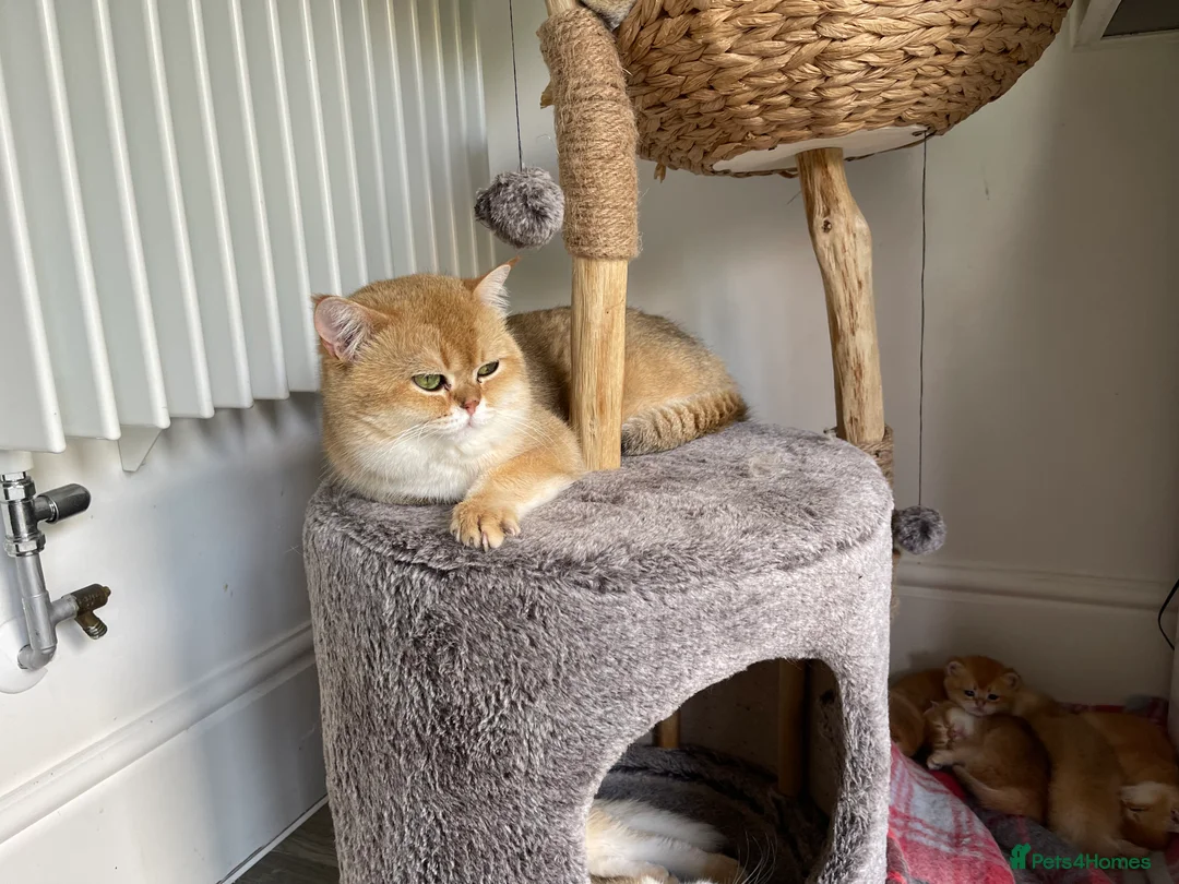 Scottish Fold cats for stud: NY12 GOLDEN CHINCHILLA SCOTTISH FOLD MALE FOR STUD - Advert 4