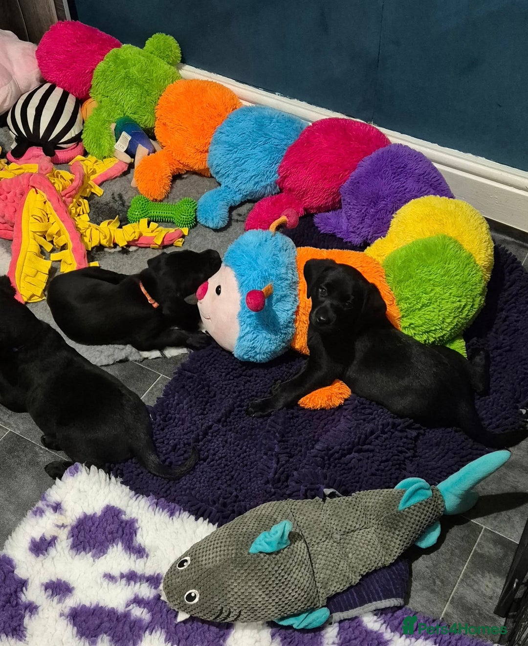 Labrador Retriever dogs for sale: Black Labrador Puppies  - Image 8
