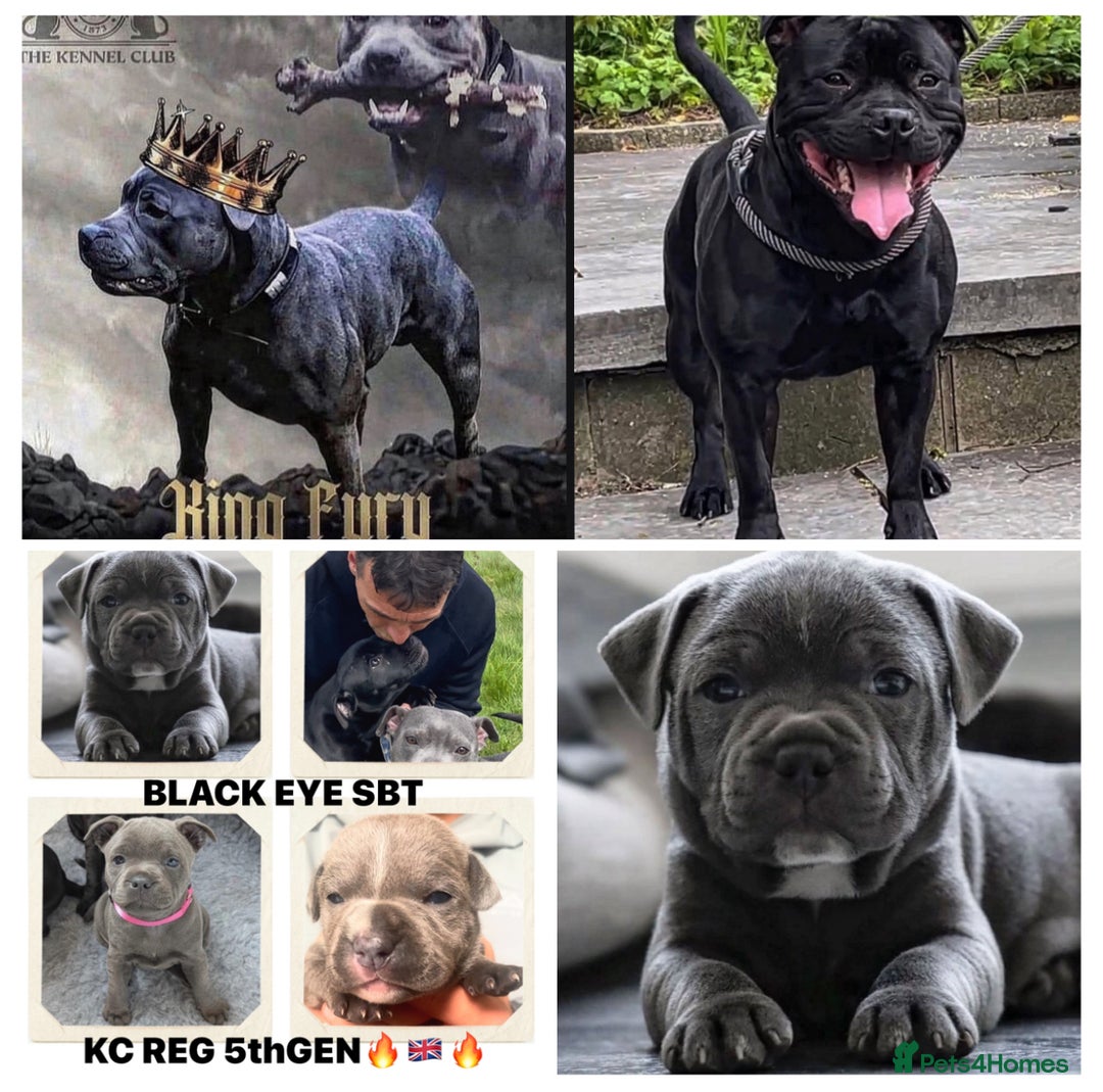 Staffordshire Bull Terrier For Sale Staffordshire Bull Terrier IKC