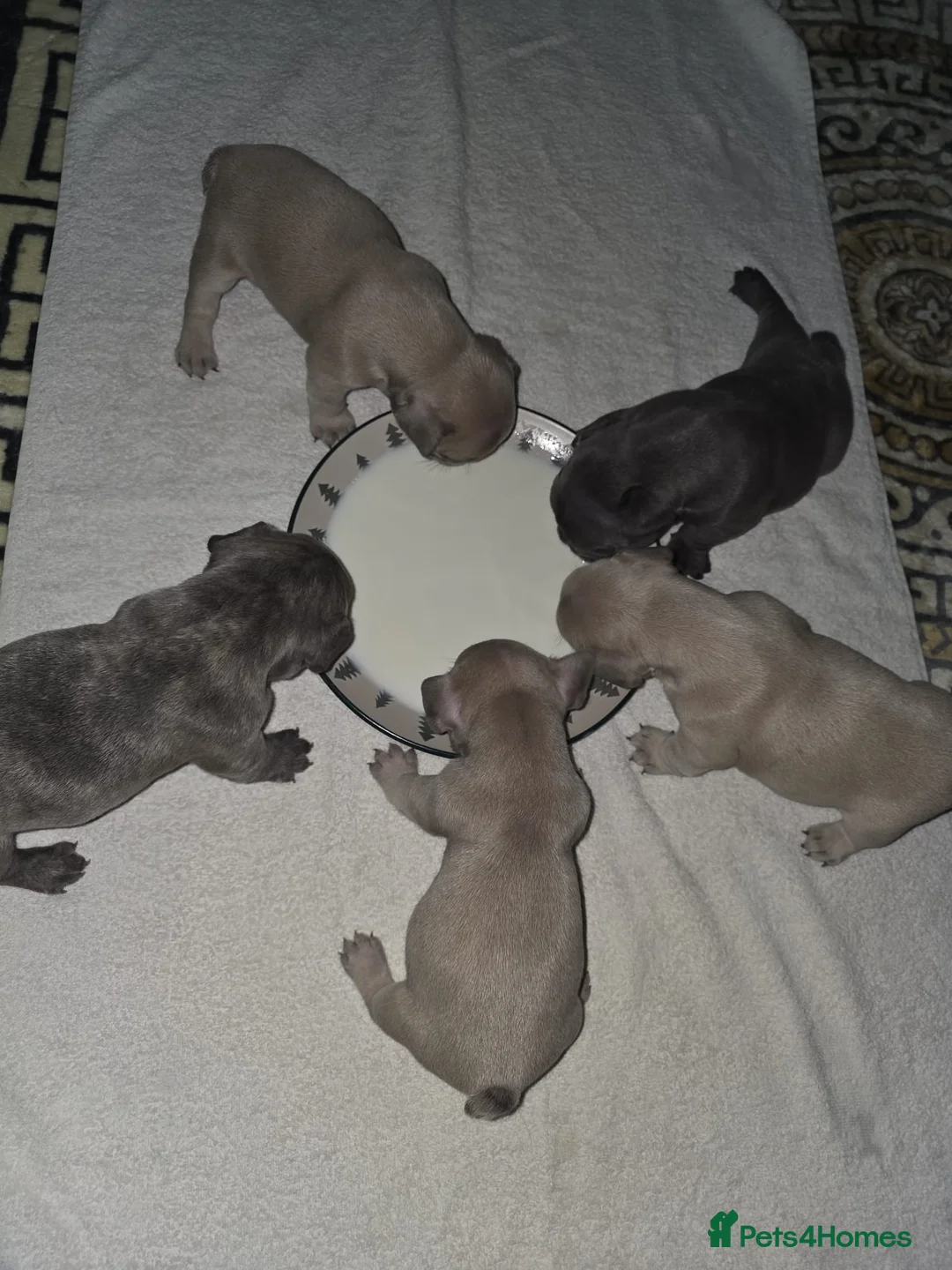 French Bulldog dogs for sale: Beautiful blue french bulldogs puppies  - Advert 3