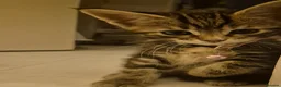 Maine Coon cats for sale: Beautiful Maine Coon X Ginger Kittens Sale - Advert 7
