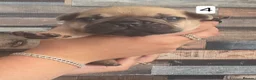 French Bulldog dogs for sale: French bulldog puppies. - Advert 8