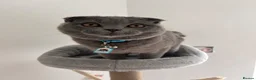 Scottish Fold cats for sale: One Scottish Boy for Sale  - Advert 10