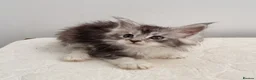 Maine Coon cats for sale: GCCF registered pedigree Maine Coon Kittens  - Advert 23
