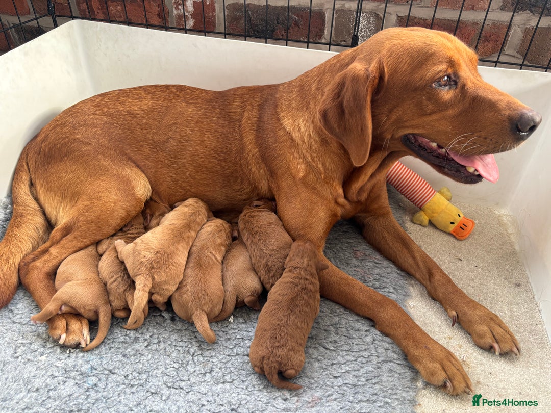 Labradoodle dogs for sale: F1 Labradoodle Puppies - Advert 2