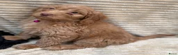 Cockapoo dogs for sale: Beautiful Cockapoo Puppies  - Advert 14