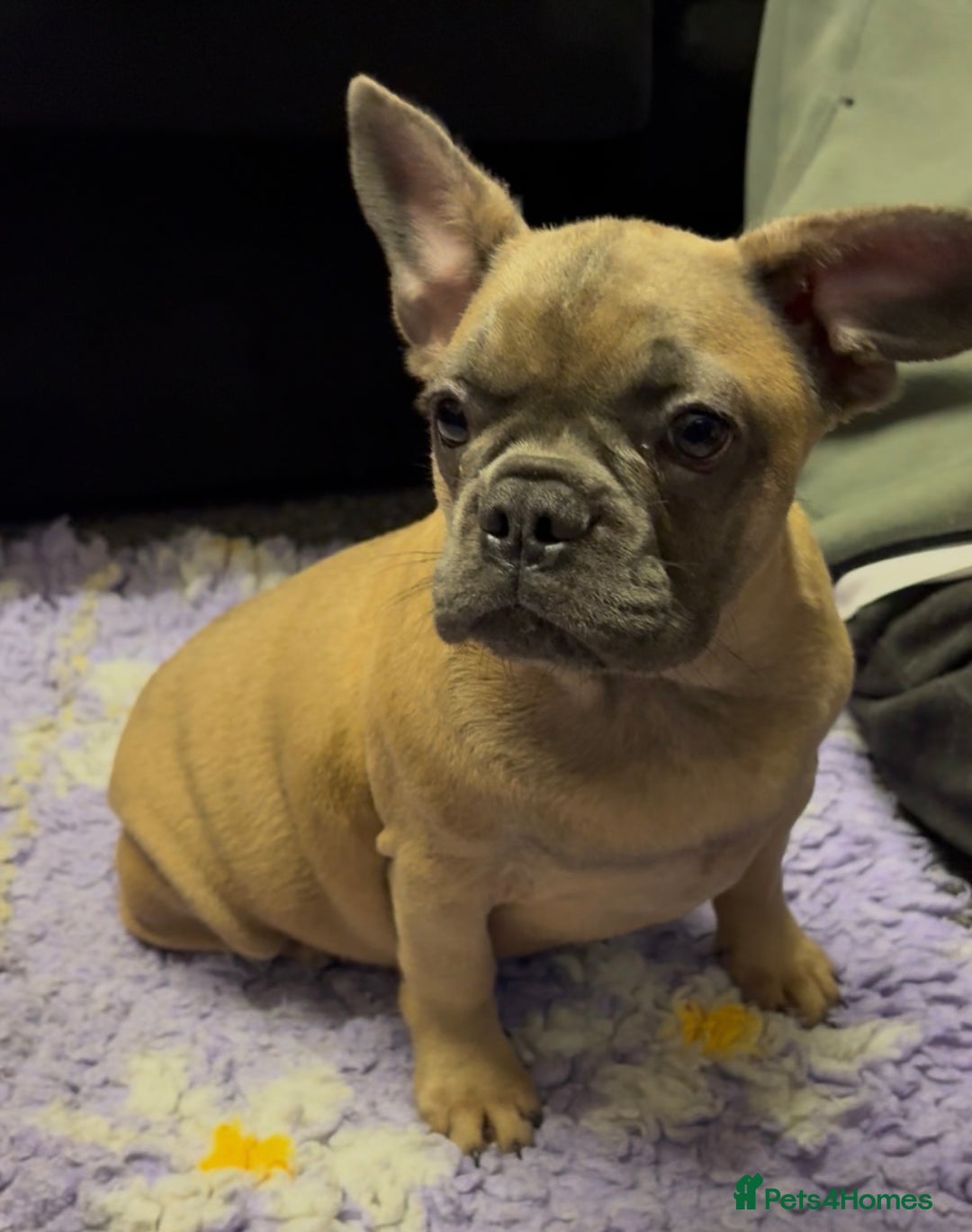 French Bulldog dogs for sale: 2 quality healthy fawn girls 6 months old - Advert 7