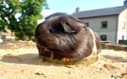 Guinea Pig rodents for sale: Long haired Guinea Pigs For Sale - Image 12