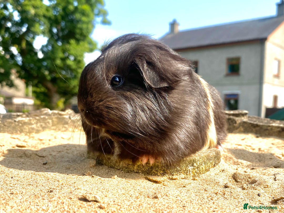 Guinea Pig rodents for sale: Long haired Guinea Pigs For Sale - Image 12