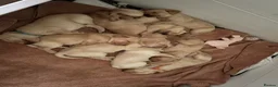 Labrador Retriever dogs for sale: Labradors - Advert 7
