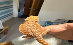 Bearded Dragon reptiles for sale: 🔥🔥🔥 BABY BEARDED DRAGONS 🔥🔥🔥 4 LEFT 🔥🔥 - Image 16