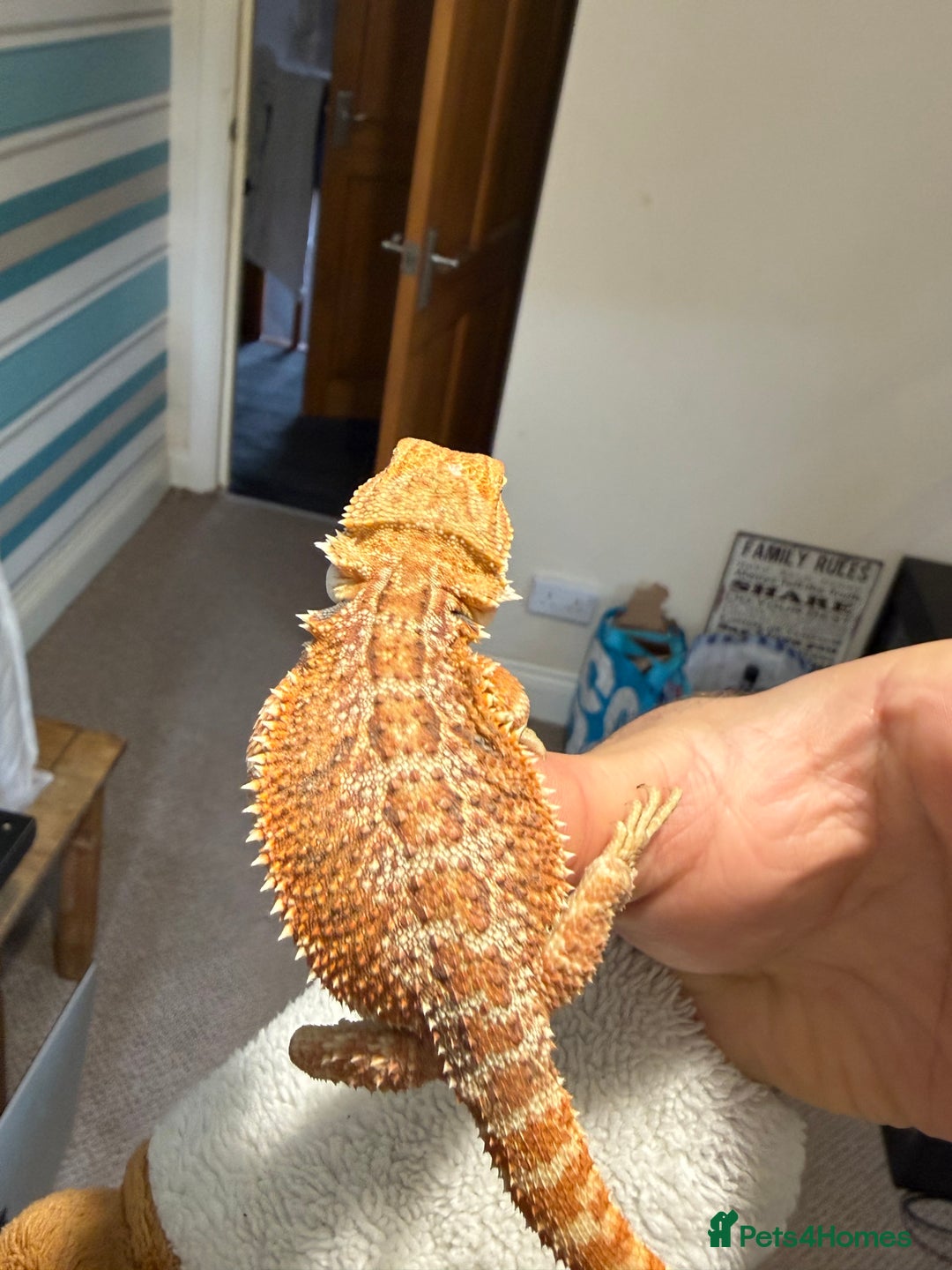 Bearded Dragon reptiles for sale: 🔥🔥🔥 BABY BEARDED DRAGONS 🔥🔥🔥 4 LEFT 🔥🔥 - Image 16