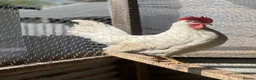 Chickens poultry for sale: Leghorn laying hens - Advert 2