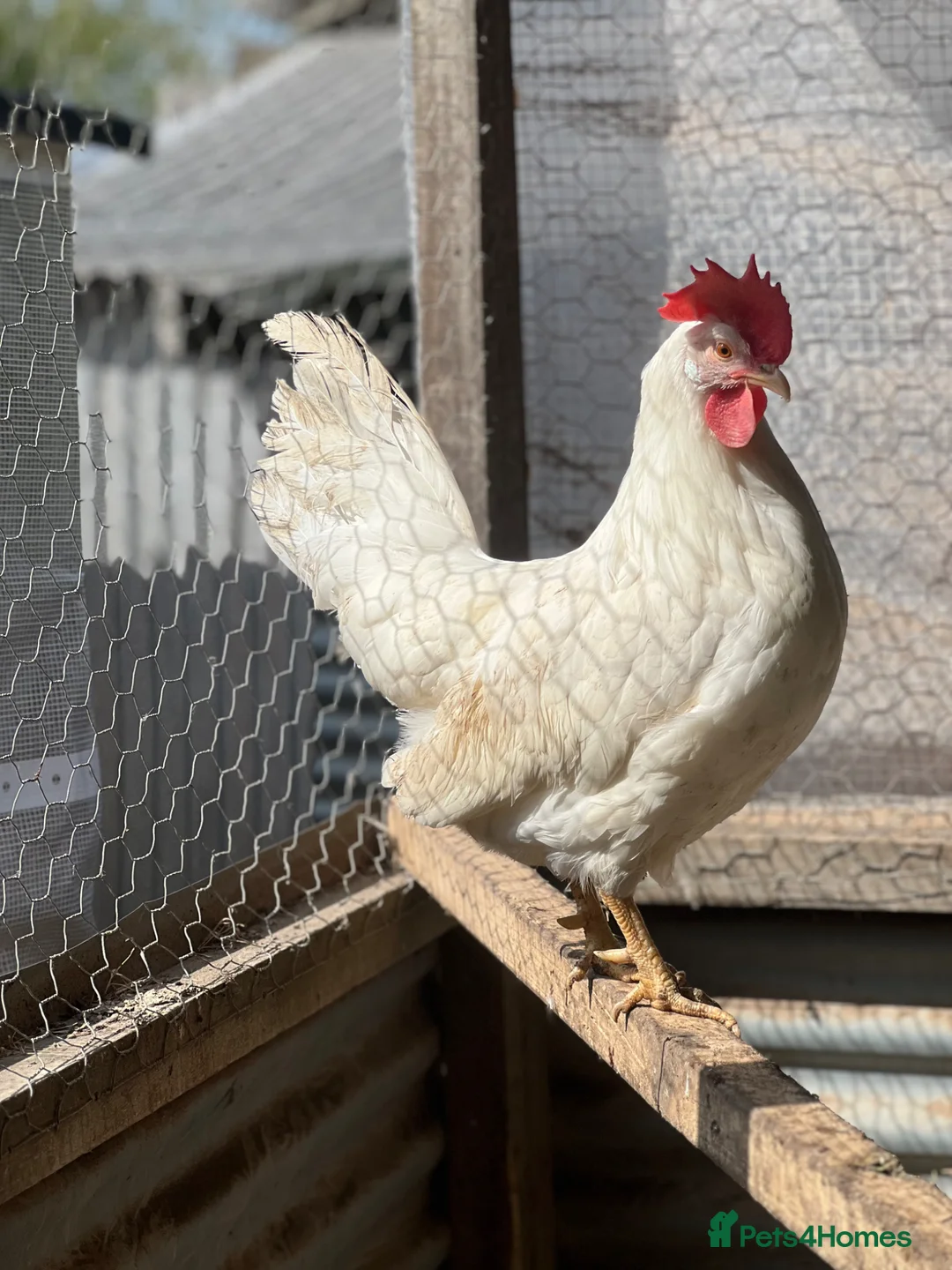 Chickens poultry for sale: Leghorn laying hens - Advert 2