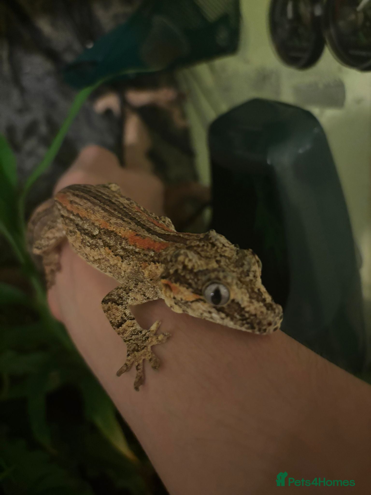 Gecko reptiles Male stripe gargoyle gecko - Advert 16