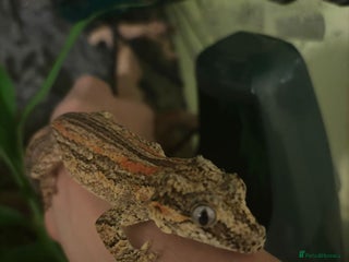 Gecko reptiles Male stripe gargoyle gecko - Advert 16