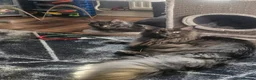 Maine Coon cats for sale: Maine Coon Kittens  in Aberdare - Advert 5