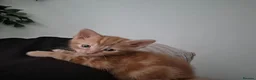 Domestic Shorthair cats for sale: 😸 Kittens 😸  - Advert 4