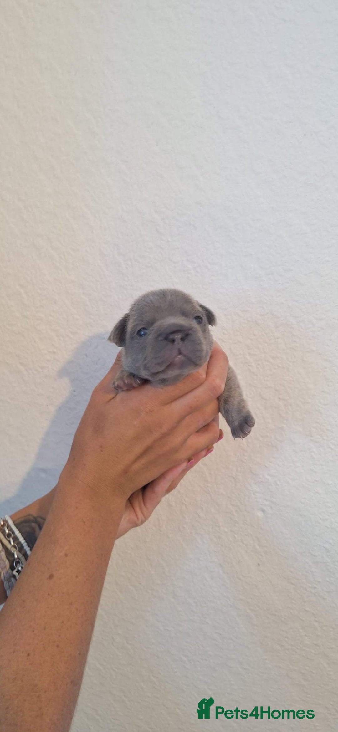 French Bulldog dogs for sale: French bulldogs  - Image 3