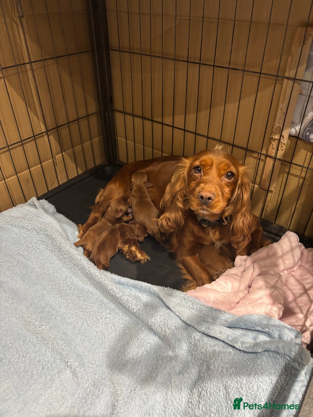 Cockapoo dogs for sale: 🐾 3 lovely Red F1 Cockapoo puppies 🐾 - Advert 10