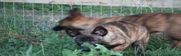 Belgian Shepherd Dog dogs for sale: Pups from world champion CHANCE - Advert 34