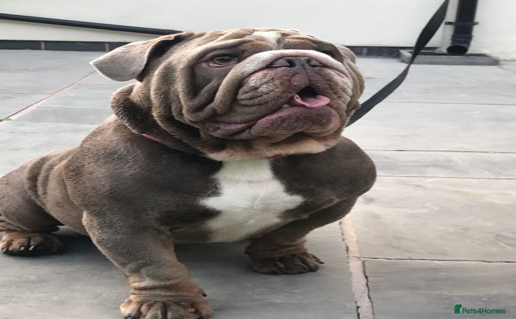 English Bulldog dogs in Blackpool - Advert 19
