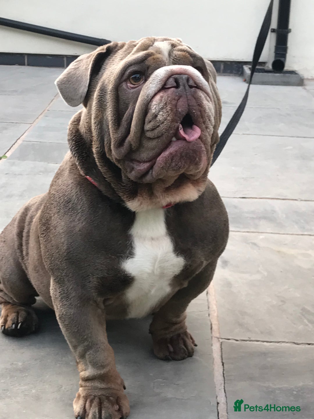 English Bulldog dogs for stud: F1 Stud dog  in Blackpool - Image 1