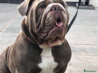 English Bulldog dogs - Advert 19