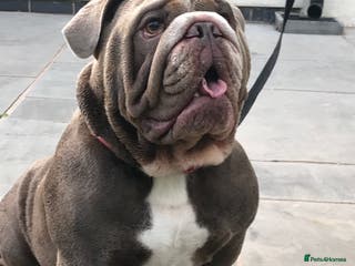 English Bulldog dogs F1 Stud dog - Advert 22