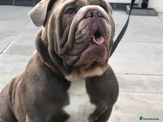 English Bulldog dogs F1 Stud dog - Advert 2