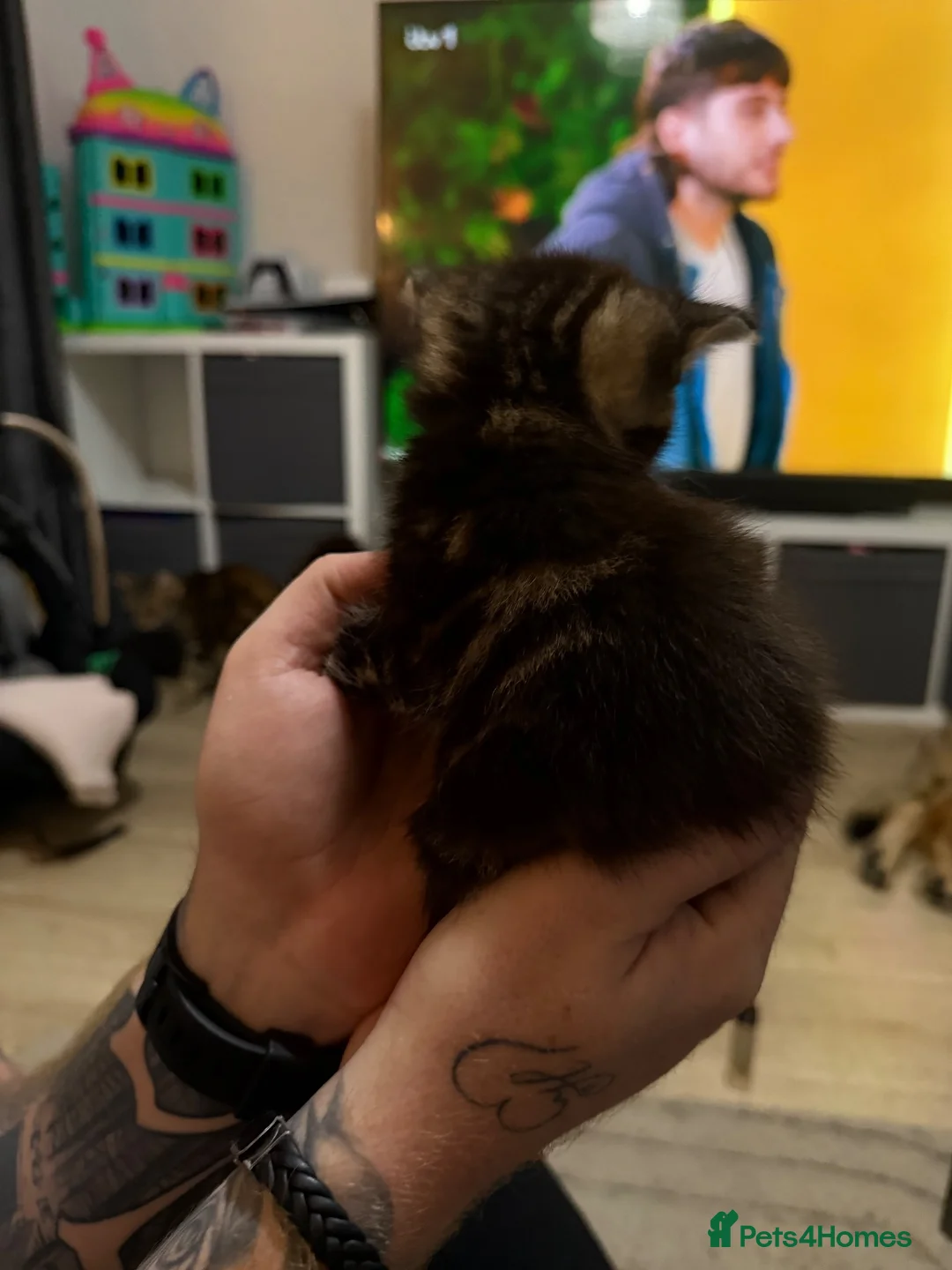 Maine Coon cats for sale: Mainecoon X BSH - Advert 3