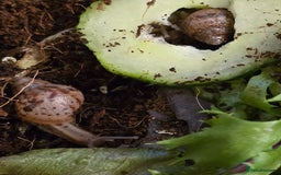 Snails invertebrates for sale: Baby giant african land snails - Image 3