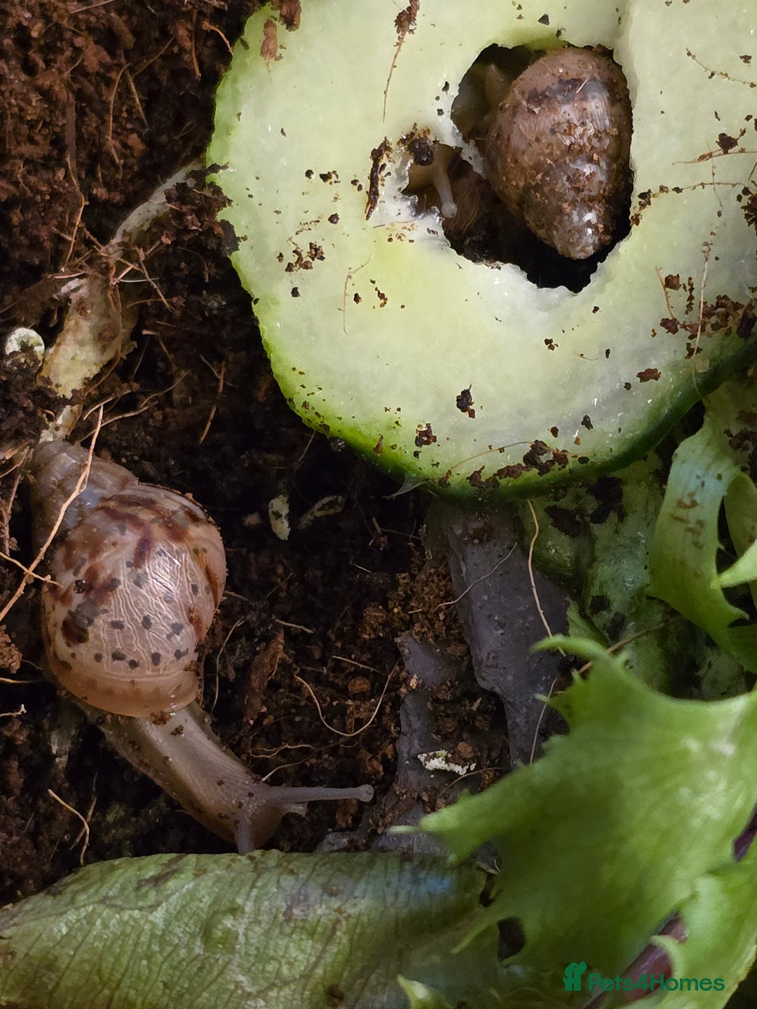 Snails invertebrates for sale: Baby giant african land snails - Image 3