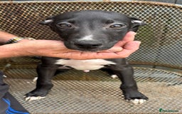 Lurcher dogs for sale: Lurcher - Image 5