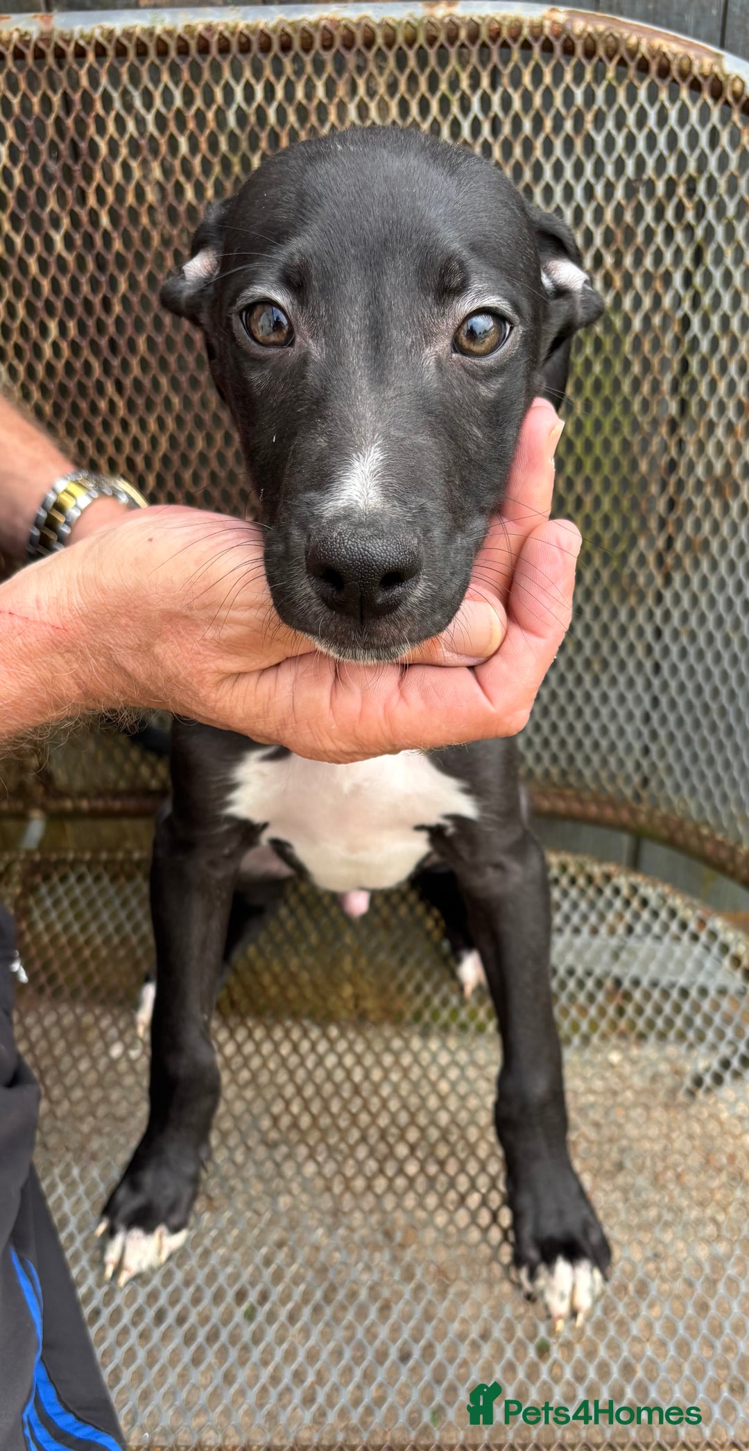 Lurcher dogs for sale: Lurcher - Image 5