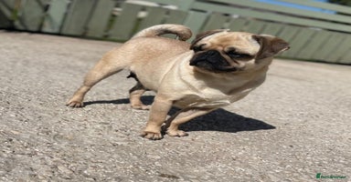 Pug dogs Ivy pug girl  - Advert 14