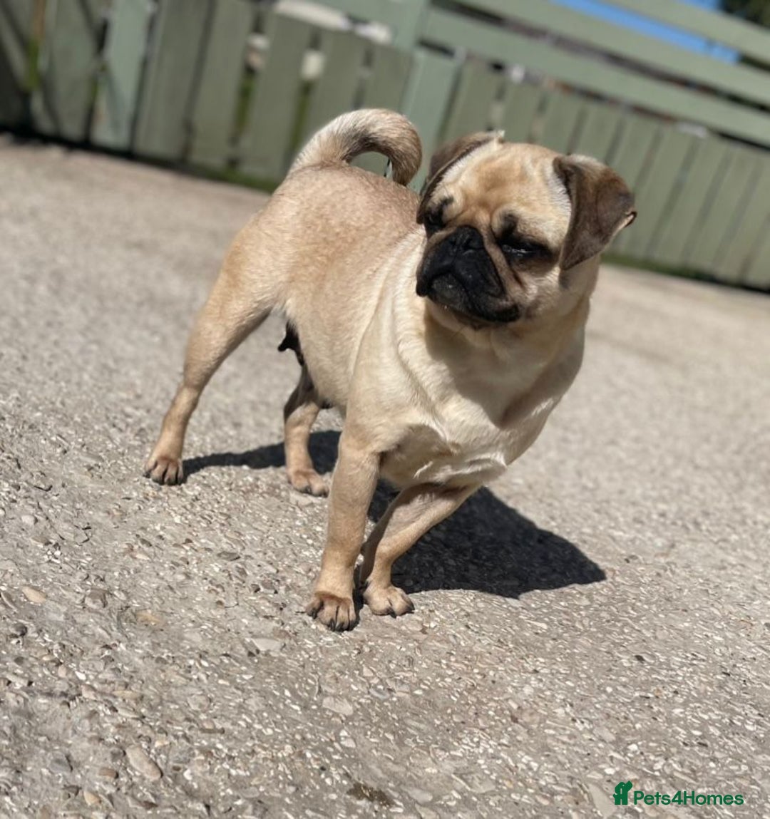 Pug dogs for sale: Ivy pug girl  - Advert 3