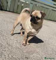 Pug dogs Ivy pug girl - Advert 2