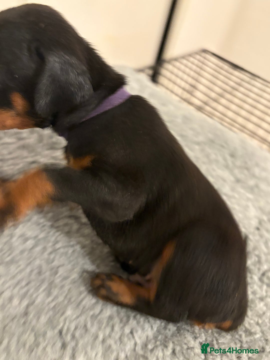Dobermann dogs for sale: KC Registered Champion-lines Dobermans - Image 7