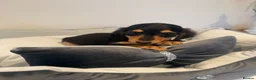 Miniature Dachshund dogs for sale: READY NOW Kc reg boys & girls - Advert 14