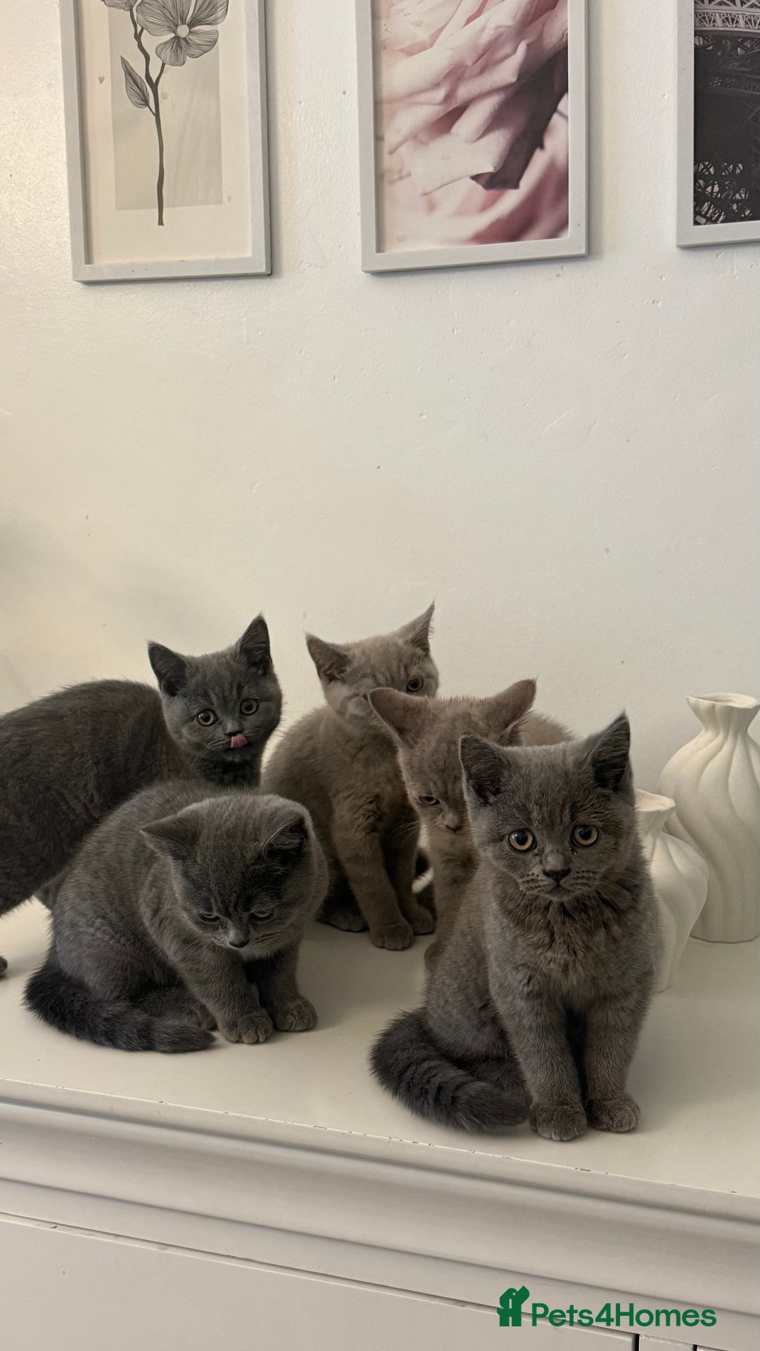 British Shorthair cats for sale: British Shorthair Kittens  - Image 5