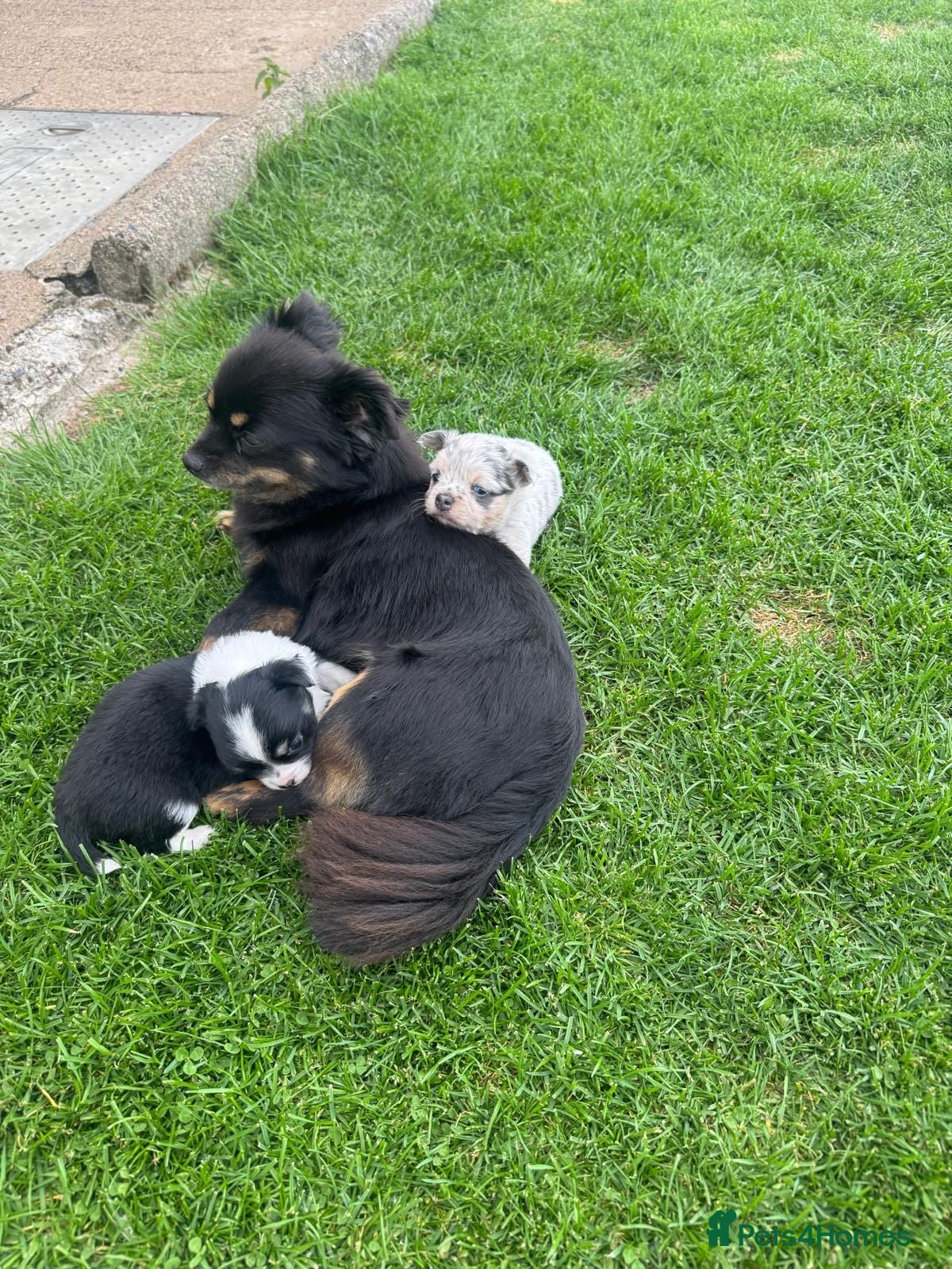 Chihuahua dogs Gorgeous Chihuahua Puppies – 1 Boy & 1 Girl  - Advert 2