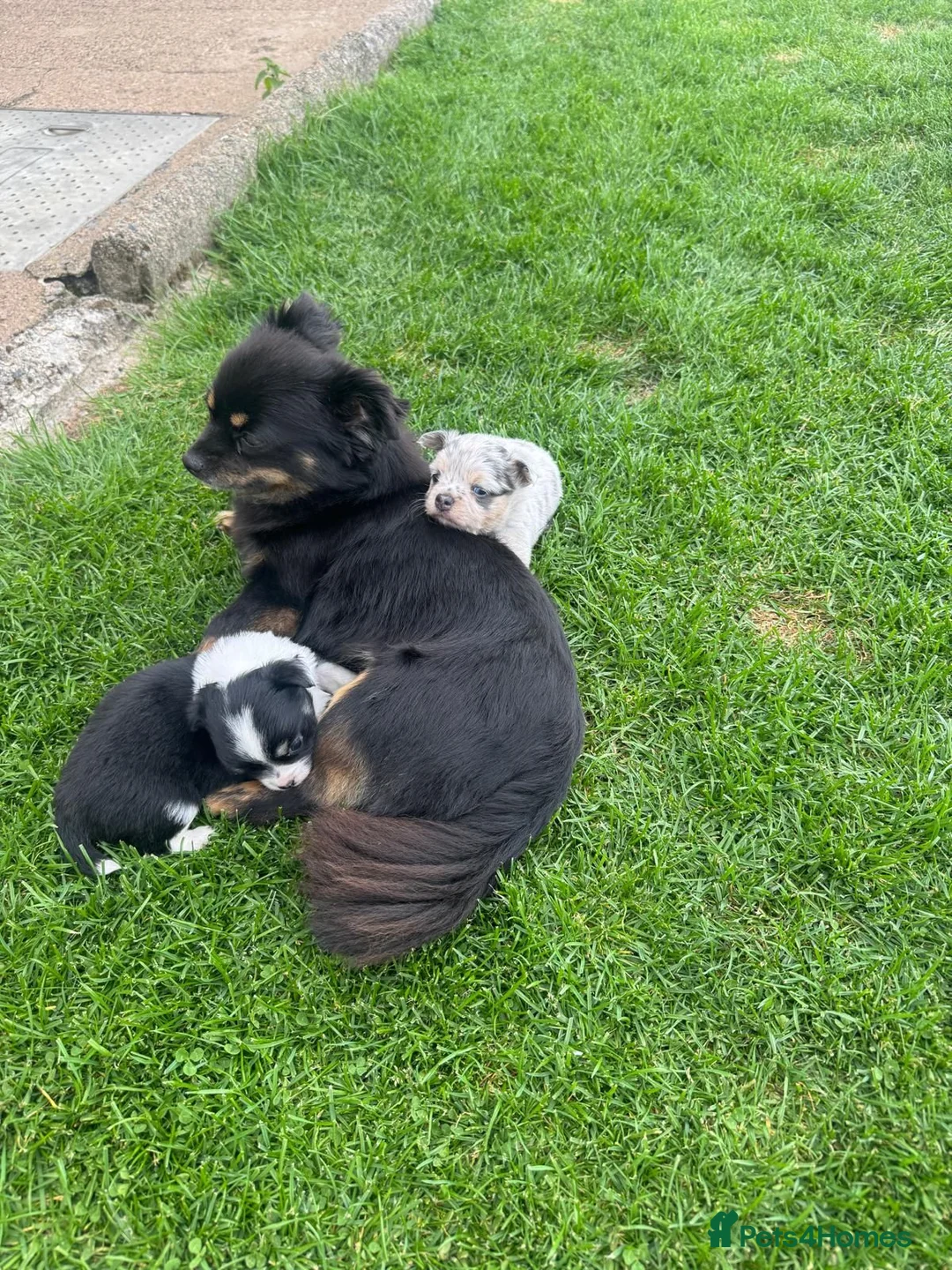 Chihuahua dogs for sale: Gorgeous Chihuahua Puppies – 1 Boy & 1 Girl  - Advert 2