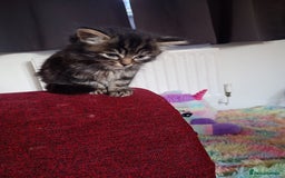 Mixed Breed cats for sale: Tabby grey kitten for sale - Image 3
