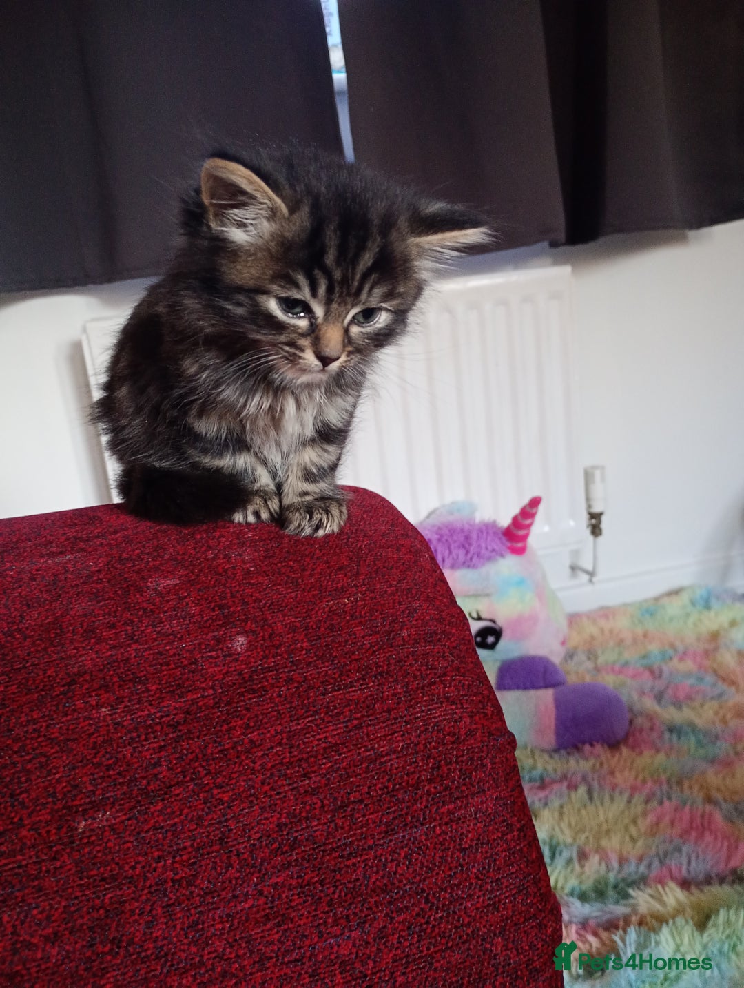Mixed Breed cats for sale: Tabby grey kitten for sale - Image 3