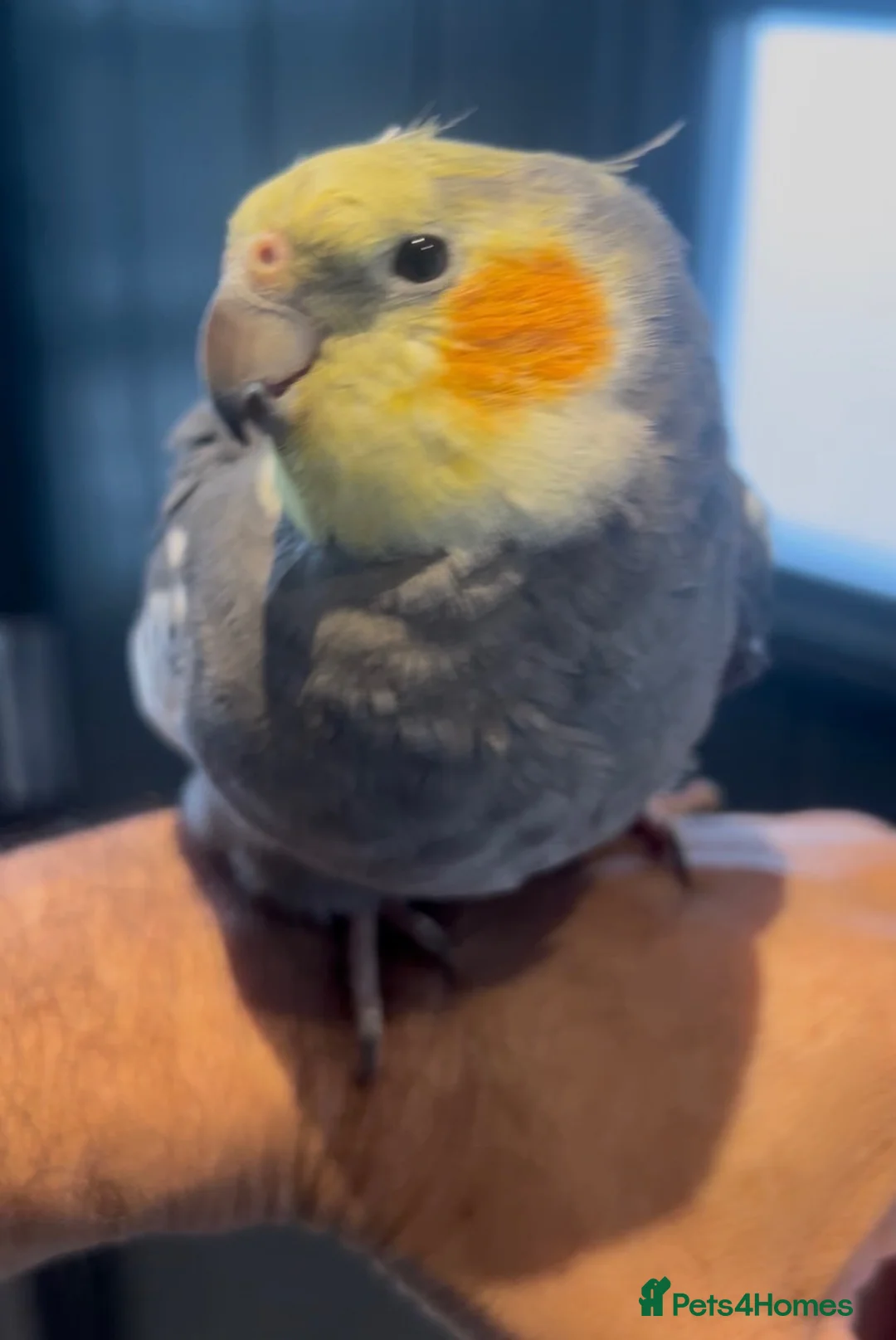 Mixed Breed birds for sale: Baby, tame, breeding birds clearance - Advert 2