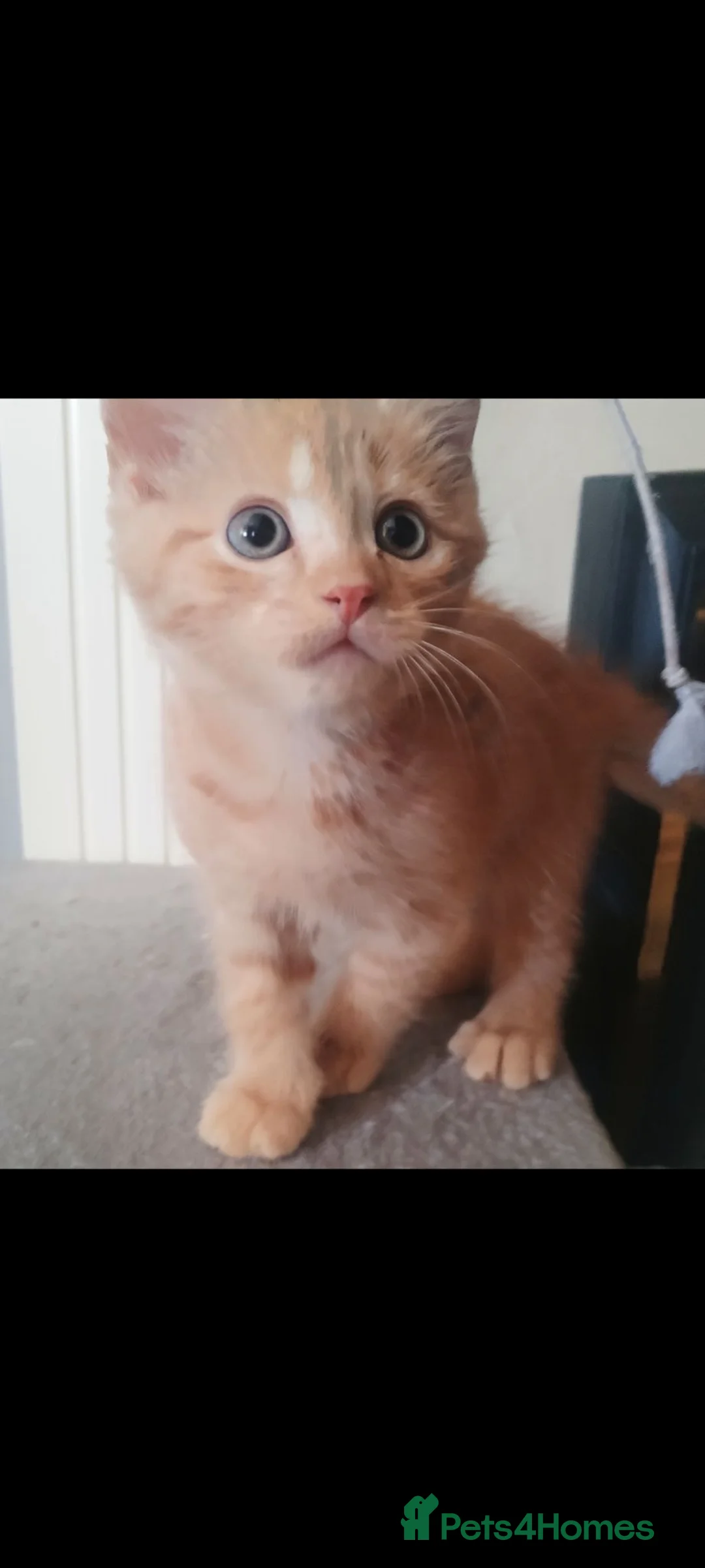 British Shorthair cats for sale: Cute and playful ginger boy  - Advert 1