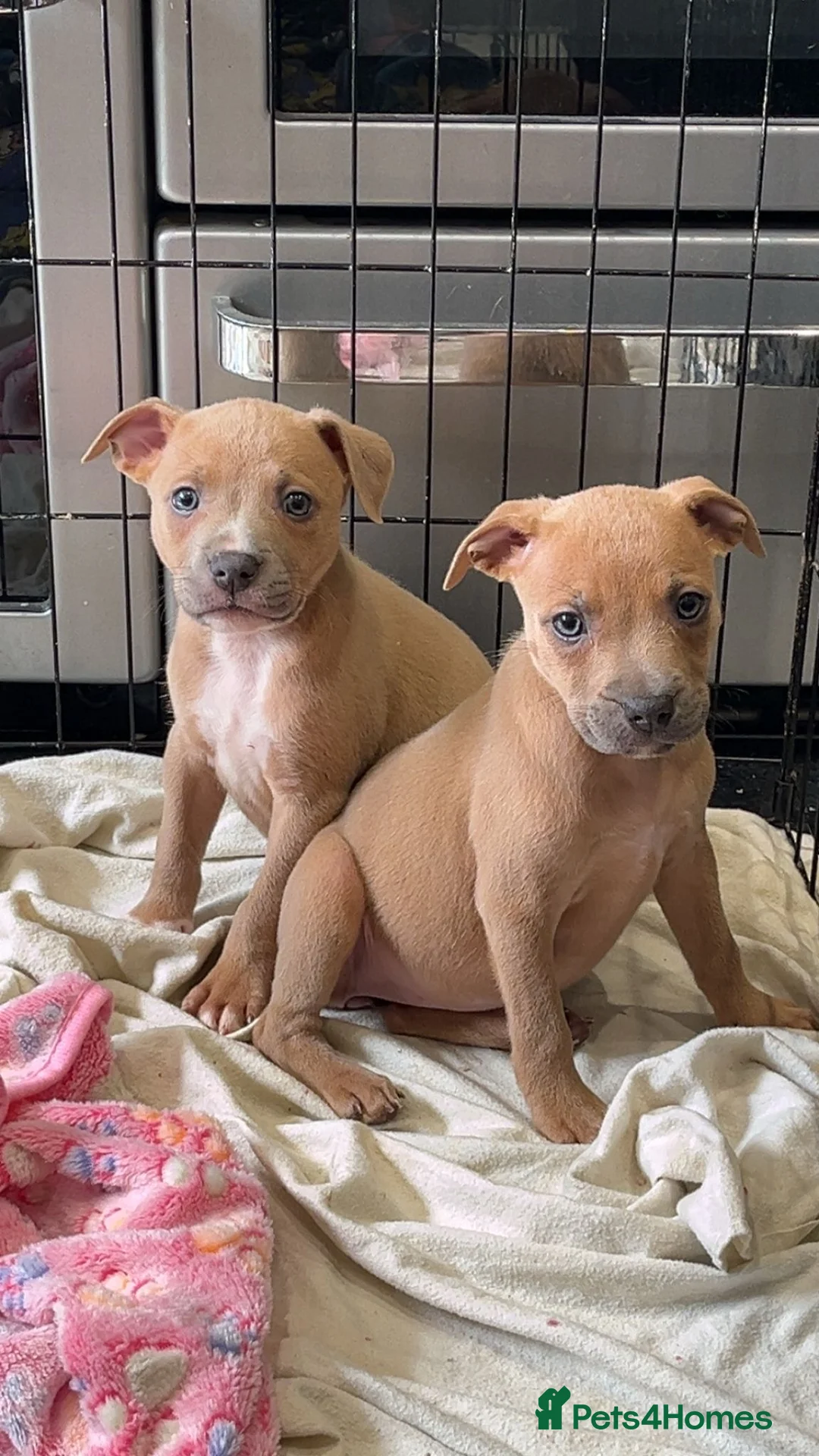 Staffordshire Bull Terrier dogs for stud: Amazing Staffordshire Bull Terrier for Stud   - Advert 23